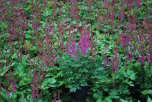 Load image into Gallery viewer, Astilbe chinensis &#39;Vision in Red&#39; (False Spirea) perennial, pink flowers
