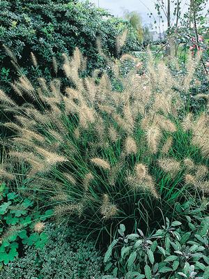 Pennisetum alopecuroides (Fountain Grass)