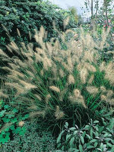 Load image into Gallery viewer, Pennisetum alopecuroides (Fountain Grass)
