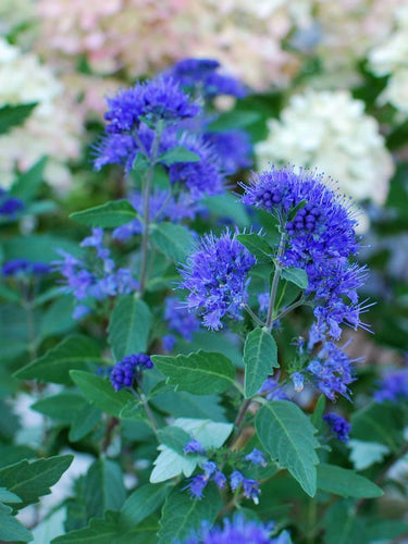 Caryopteris 'First Choice' (Blue Beard), blue flowers