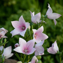 Load image into Gallery viewer, Platycodon grandiflorus &#39;Astra Pink&#39; (Balloon Flower)
