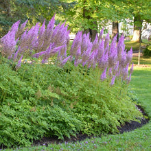 Load image into Gallery viewer, Astilbe taquetii &#39;Purple Candles&#39; (False Spirea), purple flowers
