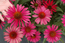 Load image into Gallery viewer, Echinacea Kismet® Raspberry (Coneflower), pink flowers
