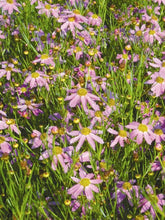 Load image into Gallery viewer, Coreopsis rosea &#39;American Dream&#39; (Tickseed), purple flowers
