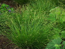 Load image into Gallery viewer, Appalachian Sedge (Carex appalachica) perennial, green grass

