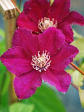 Load image into Gallery viewer, Clematis hybrid &#39;Ernest Markham&#39; (Clematis hybrid), pink flowers
