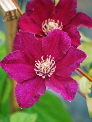 Clematis hybrid 'Ernest Markham' (Clematis hybrid), pink flowers