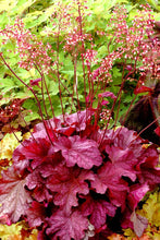 Load image into Gallery viewer, Heuchera x villosa &#39;Berry Smoothie&#39; (Coral Bells)

