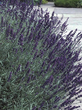 Load image into Gallery viewer, Lavandula angustifolia &#39;Hidcote&#39; (English Lavender)
