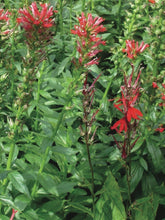 Load image into Gallery viewer, Red Cardinal Flower (Lobelia cardinalis)
