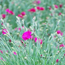 Load image into Gallery viewer, Dianthus x &#39;Neon Star&#39; (Garden Pinks), pink flowers
