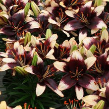 Load image into Gallery viewer, Lilium Lily Looks™&#39;Tiny Epic&#39; (Dwarf Asiatic Lily)
