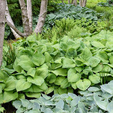 Load image into Gallery viewer, Hosta x &#39;Guacamole&#39; (Plantain Lily)
