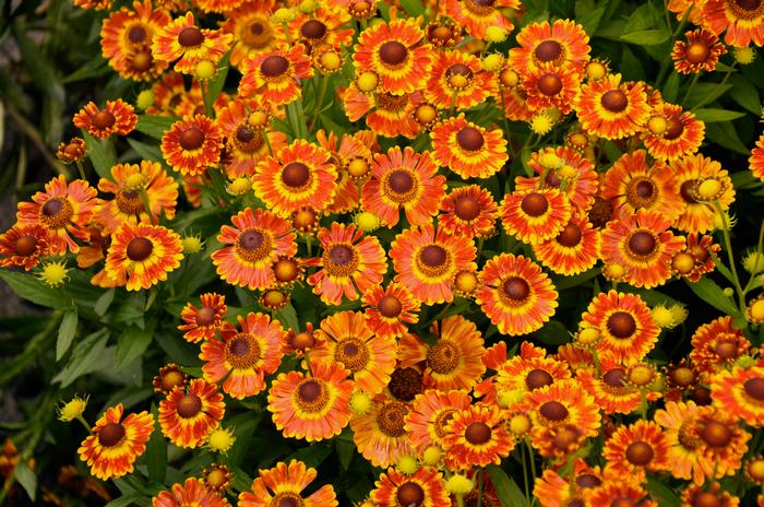 Helenium autumnale Mariachi ™'Fuego' (Helen's Flower, Sneezeweed)
