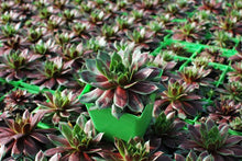 Load image into Gallery viewer, Sempervivum &#39;Killer&#39; (Hens and Chicks)

