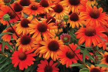 Load image into Gallery viewer, Echinacea Kismet® Intense Orange (Coneflower), orange flowers
