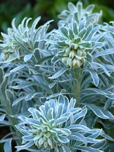 Load image into Gallery viewer, Mediterranean Spurge (Euphorbia characias &#39;Glacier Blue&#39;)
