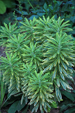 Load image into Gallery viewer, Spurge (Euphorbia x martinii &#39;Ascot Rainbow&#39;)
