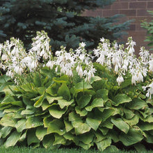 Load image into Gallery viewer, Hosta x &#39;Royal Standard&#39; (Plantain Lily)
