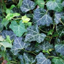 Load image into Gallery viewer, Baltic Ivy (Hedera helix &#39;Baltica&#39;)
