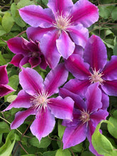 Load image into Gallery viewer, Clematis hybrid &#39;Dr. Ruppel&#39; (Hybrid Clematis), purple flowers
