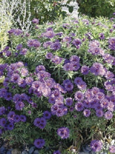 Load image into Gallery viewer, Aster novae-angliae &#39;Purple Dome&#39; (New England Aster) perennial, purple flowers
