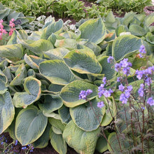 Load image into Gallery viewer, Hosta sieboldiana &#39;Frances Williams&#39; (Plantain Lily)
