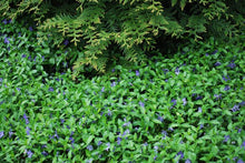 Load image into Gallery viewer, Common periwinkle (Vinca minor), purple flowers
