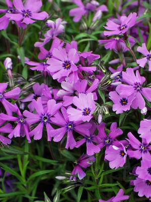 Phlox subulata 'Purple Beauty' (Moss Pinks)