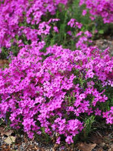 Load image into Gallery viewer, Phlox subulata &#39;Drummond&#39;s Pink&#39; (Moss Pinks)
