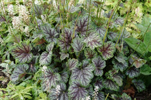 Load image into Gallery viewer, Heuchera americana &#39;Green Spice&#39; (Coral Bells)
