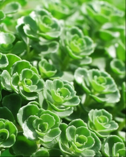 Sedum spurium 'John Creech' (Stonecrop)