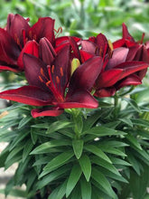 Load image into Gallery viewer, Lilium Lily Looks™ &#39;Tiny Comfort&#39; (Dward Asiatic Lily)
