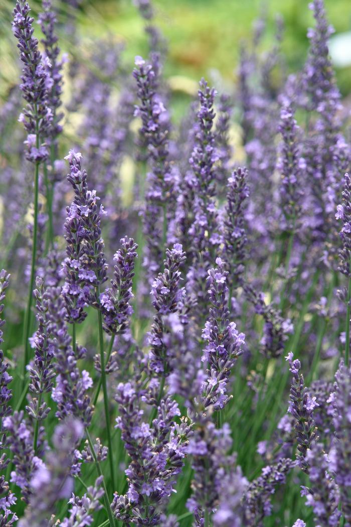 Lavender Flower, Whole (Lavandula x intermedia) – Grassroots Herb