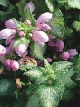 Load image into Gallery viewer, Lamium maculatum &#39;Red Nancy&#39; (Dead Nettle)
