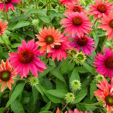 Load image into Gallery viewer, Echinacea Sombrero® Tres Amigos (Coneflower), pink flowers
