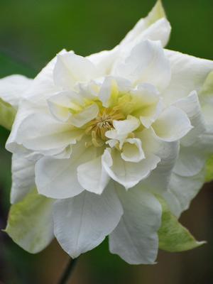 Clematis hybrid 'Duchess of Edinburgh' (Hybrid Clematis), white flower