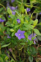 Load image into Gallery viewer, Common periwinkle (Vinca minor), purple flowers
