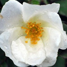 Load image into Gallery viewer, White Knock Out®Rose
