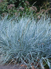 Load image into Gallery viewer, Blue Lyme Grass (Elymus arenarius &#39;Blue Dune&#39;)

