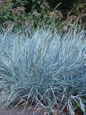 Blue Lyme Grass (Elymus arenarius 'Blue Dune')
