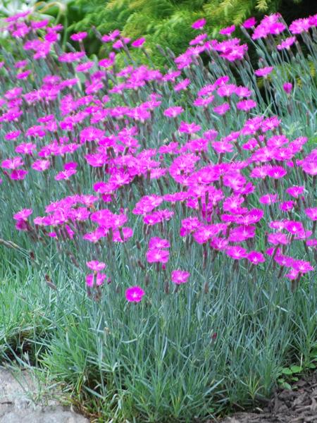 Dianthus gratianopolitanus 'Firewitch' (Garden Pinks), pink flowers