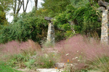 Load image into Gallery viewer, Pink Muhly Grass (Muhlenbergia capillaris)
