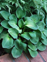 Load image into Gallery viewer, Hosta &#39;Blue Mouse Ears&#39; (Plantain Lily)
