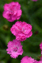 Load image into Gallery viewer, Dianthus Mountain Frost™Pink PomPom (Garden Pinks), pink flowers
