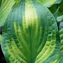 Load image into Gallery viewer, Hosta x &#39;Paul&#39;s Glory&#39; (Plantain Lily)
