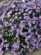 Load image into Gallery viewer, Blue Wood Aster (Aster dumosus &#39;Wood&#39;s Blue&#39;), purple flowers
