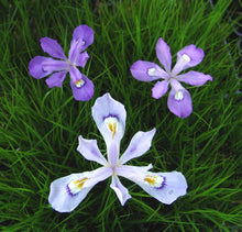 Load image into Gallery viewer, Iris cristata (Dwarf Crested Iris)
