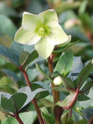 Helleborus x 'Ivory Prince' (Lenten Rose)