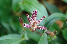 Load image into Gallery viewer, Tricyrtis x &#39;Sinonome&#39; (Toad Lily)
